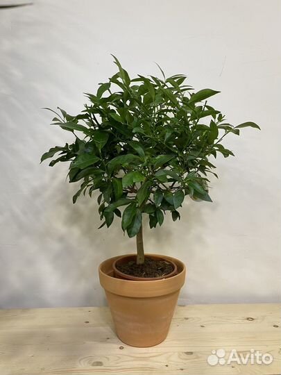 Лимонное дерево привитое