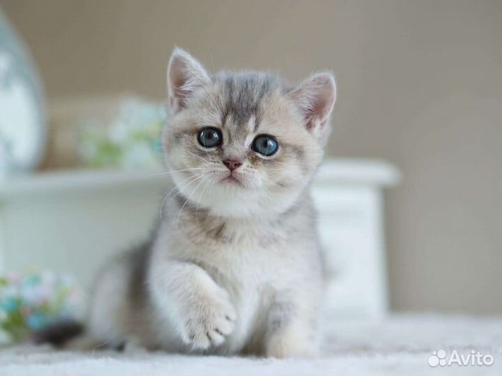 Британская шиншилла (девочка)