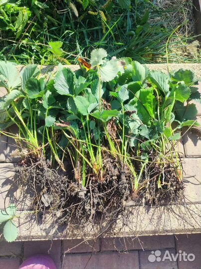 Рассада клубники