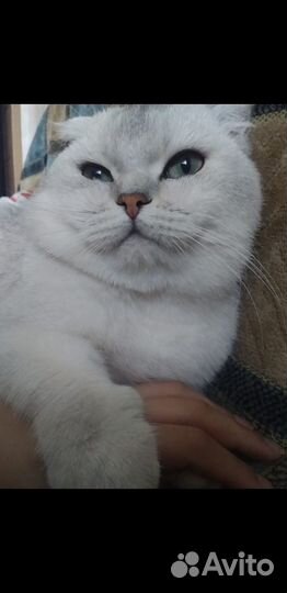 Кот для вязки шотландец вислоухий