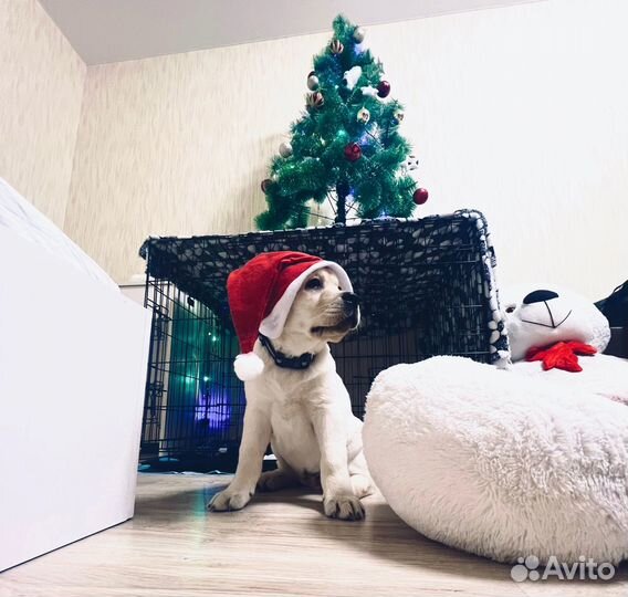 Продам щенка лабрадора