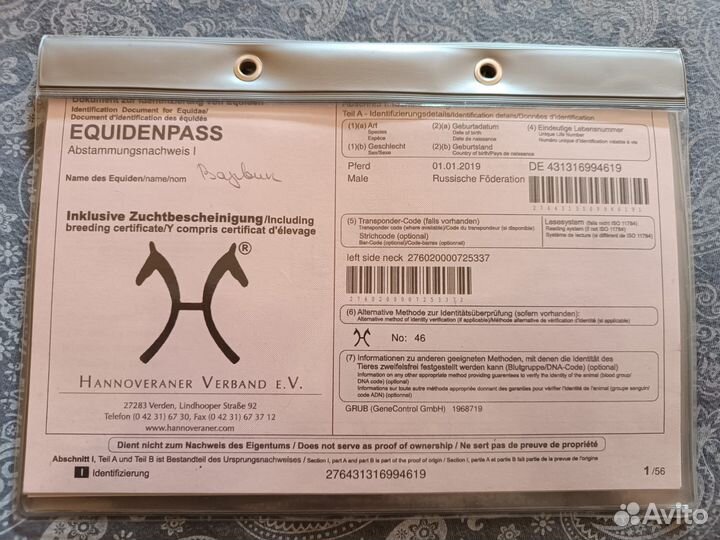 Ганноверский жеребец