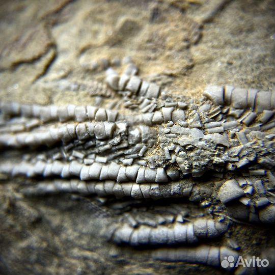 Морская лилия окаменелость ископаемое