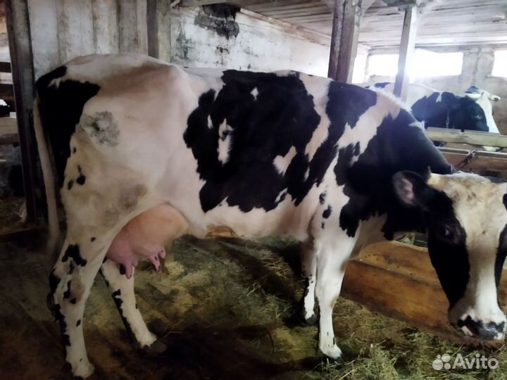 Бык и коровы