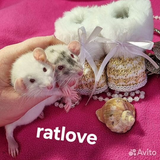 Крысята из питомника мальчики