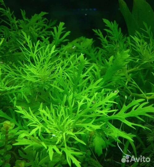 Аквариумные растения