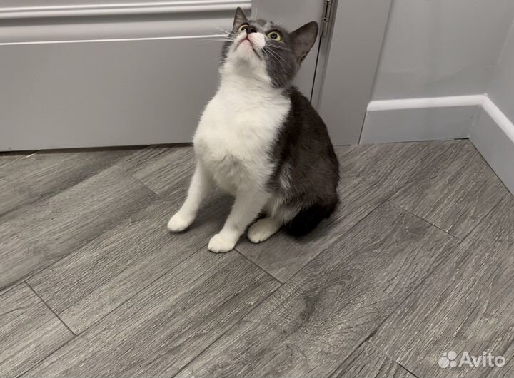 Кошка Бусинка в добрые руки