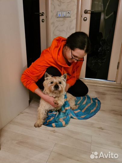 Зооняня/Передержка животных/Догситтер