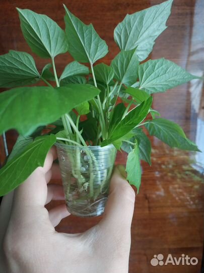 Рассада батата