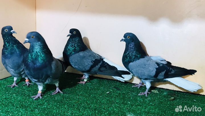 Николаевские голуби