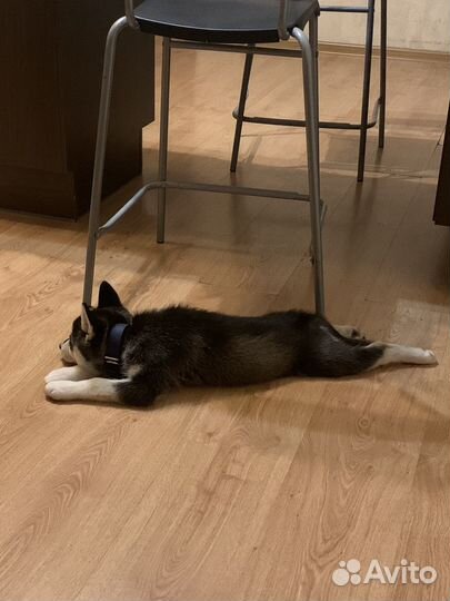 Собаки хаски щенки