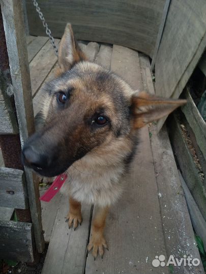 Отдам бесплатно собаку