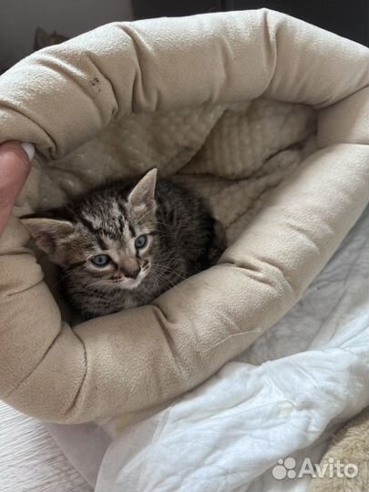 Бенгальская