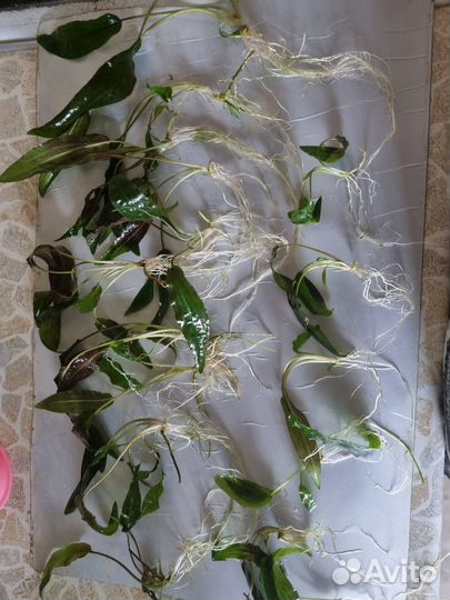 Аквариумные растения прополка