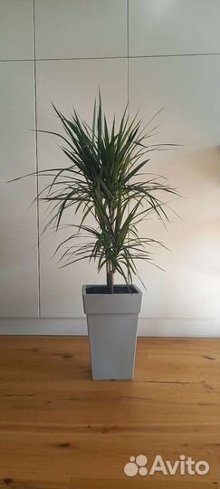 Драцена Маргината 115 см