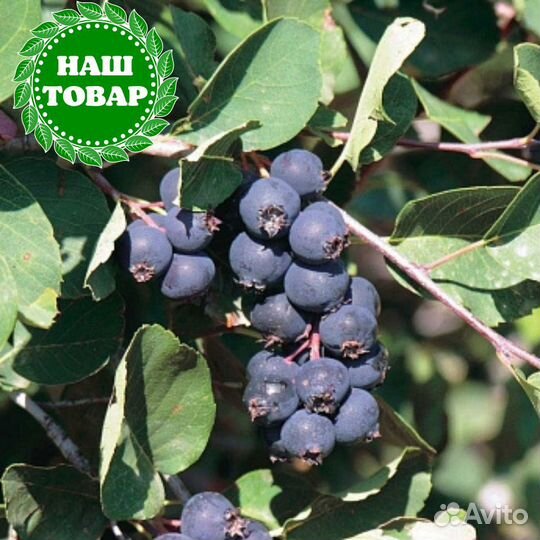 Саженцы ирга Ольхолистая