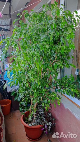 Большой Фикус Бенджамина Моник