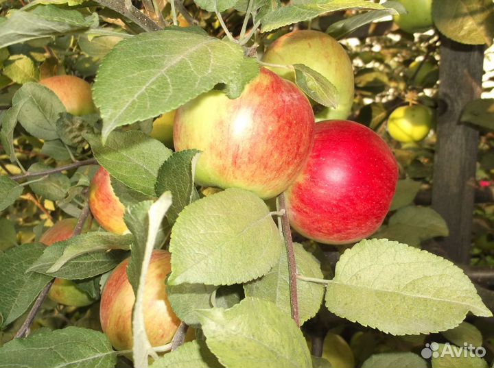 Саженцы яблони
