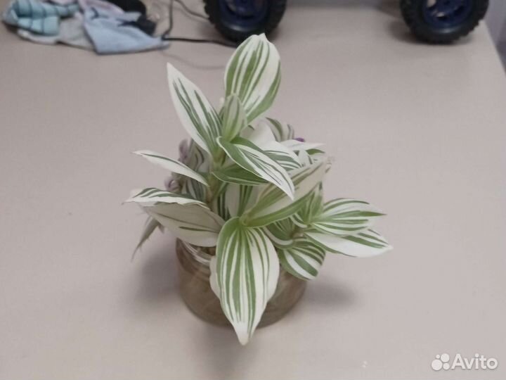 Традесканция Нанук