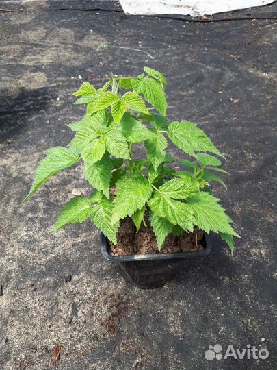 Малина энросадира