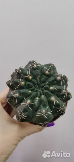 Кактусы и суккуленты