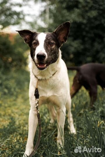 Идеальная собака в добрые руки