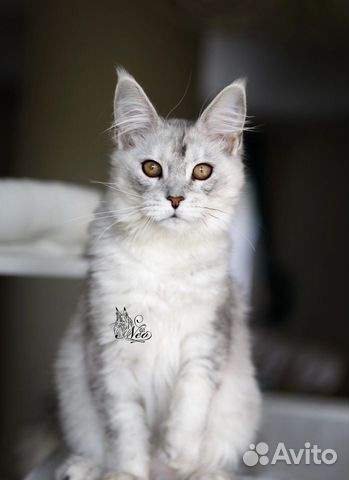 Самые красивые котята мейн-кун