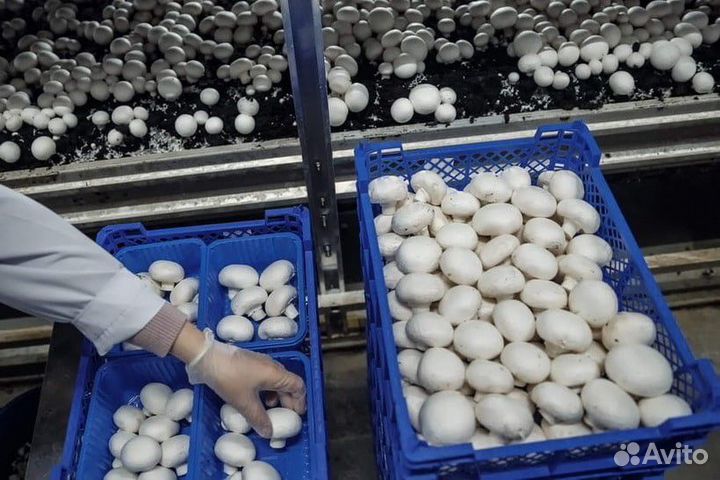 Шампиньоны