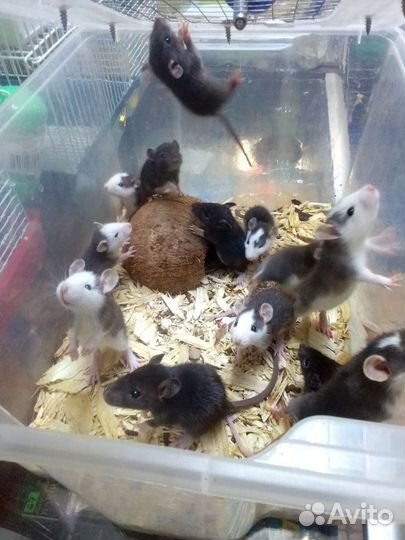 Крыса дамбо