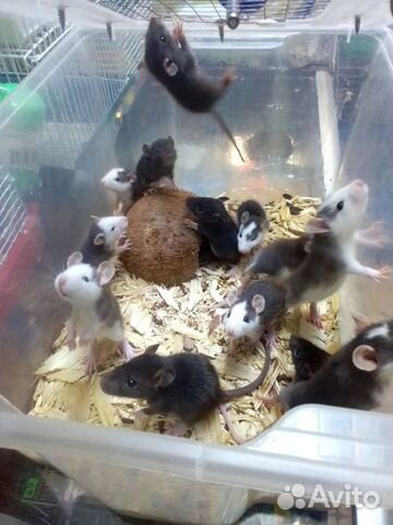 Крыса дамбо