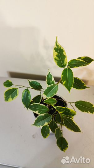 Спатифиллум, хлорофитум, фикус Бенджамина