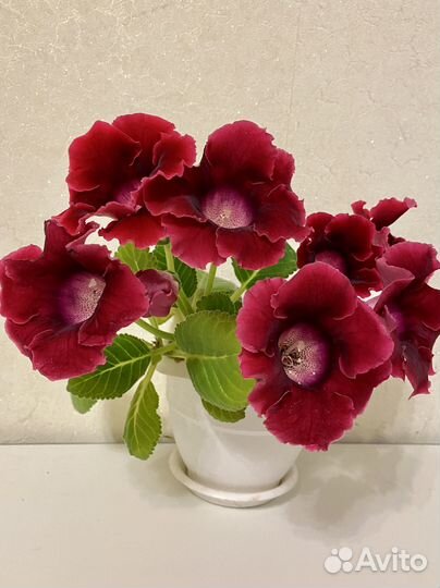 Глоксиния отростки с клубнями. Бордовая