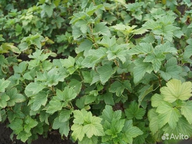 Саженцы крыжовника, смородины черной и красной