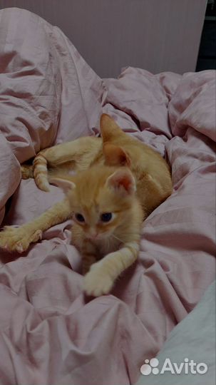 Рыжий котенок мальчик