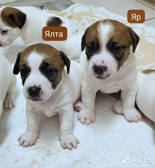Щенки джек рассел терьер