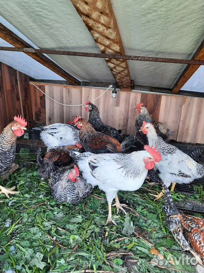 Молодые петухи