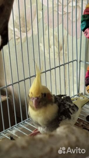 Попугай корелла птенцы