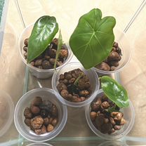 Алоказия Гагеана