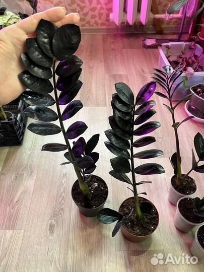 Чёрный замиокулькас Равен