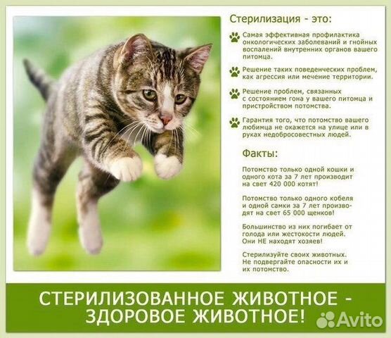 Стерилизация кошек и котов объявление продам