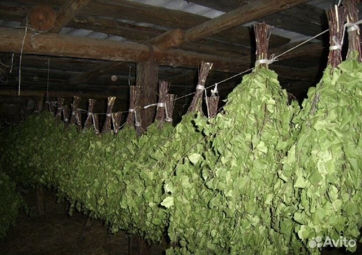 Банные веники из березы
