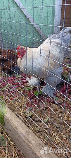 Петух Брама Изабелла