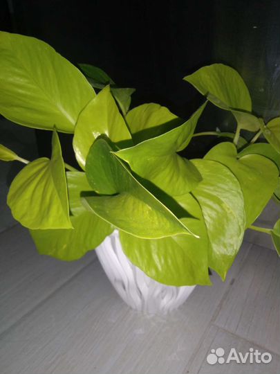 Монстера сциндапсус эпипремнум фикус