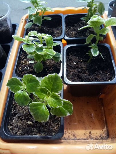 Плекрантус