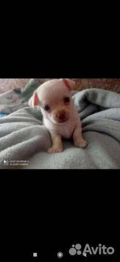 Щенки чихуахуа
