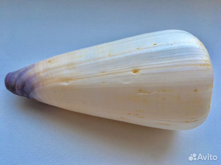 Морские ракушки раковины