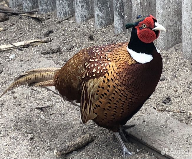 Яйцо инкубационное фазана