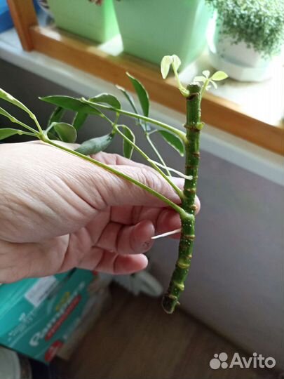 Комнатные цветы Шеффлера пестролистная