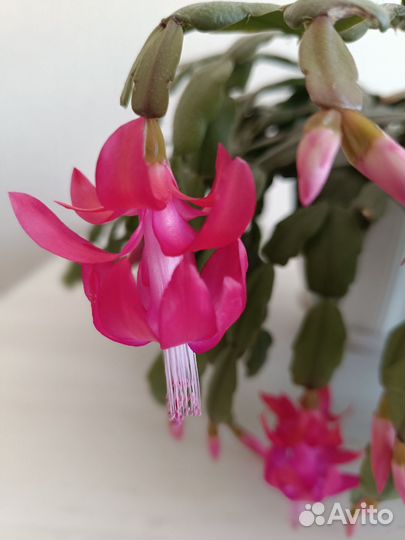 Декабрист шлюмбергера ярко розовый