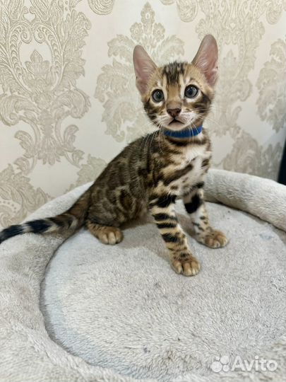 Бенгальские котята